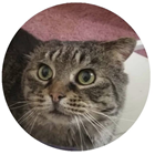 A cat named Pigeon